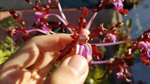 Laelia rosea