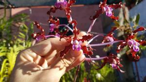 Laelia rosea