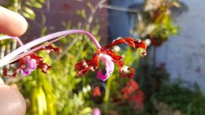 Laelia rosea