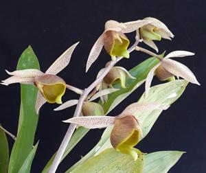 Catasetum fuchsii