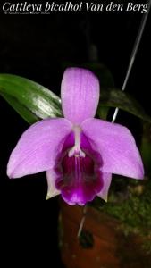 Cattleya bicalhoi