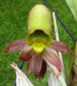 Catasetum schmidtianum