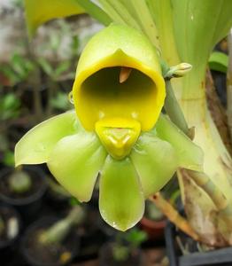 Catasetum macrocarpum