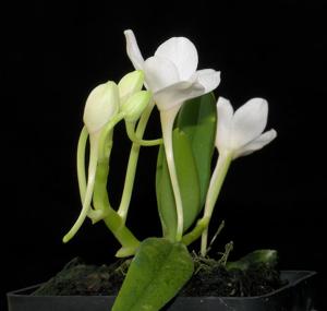 Amesiella philippinensis