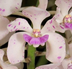 Rhynchostylis gigantea