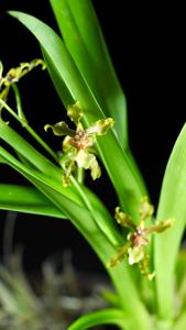 Oncidium planilabre