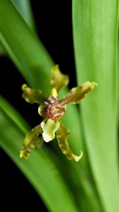 Oncidium planilabre