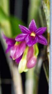 Dendrobium goldschmidtianum