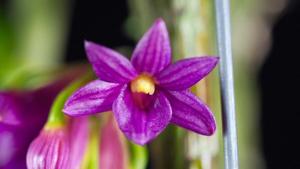 Dendrobium goldschmidtianum