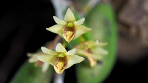 Dendrobium rigidum