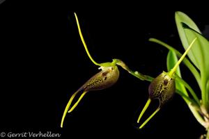 Masdevallia stenorhynchos