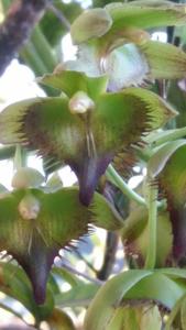 Catasetum socco