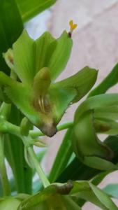 Catasetum socco