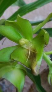 Catasetum socco