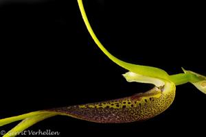 Masdevallia stenorhynchos