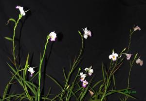 Arundina graminifolia subsp. caespitosa