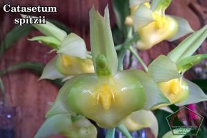 Catasetum spitzii