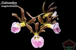 Galeandra magnicolumna