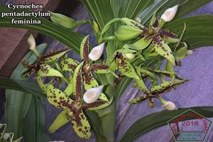 Cycnoches pentadactylon