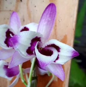 Dendrobium nobile