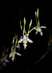 Dendrobium strepsiceros