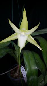 Angraecum sesquipedale