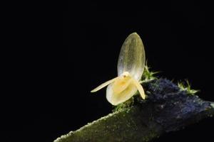 Pleurothallis discoidea