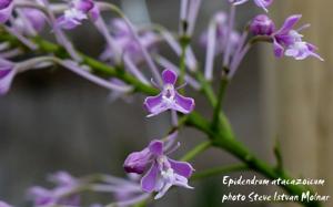 Epidendrum atacazoicum