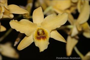 Dendrobium heterocarpum