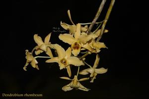 Dendrobium heterocarpum