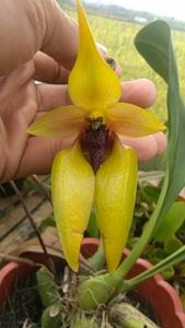 Bulbophyllum amplebracteatum subsp. carunculatum