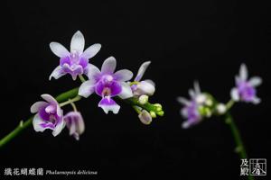 Phalaenopsis deliciosa