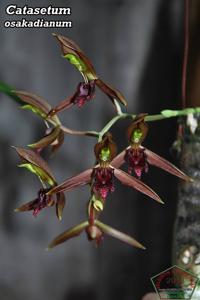 Catasetum osakadianum