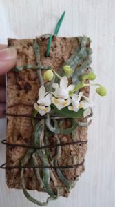 Phalaenopsis malipoensis