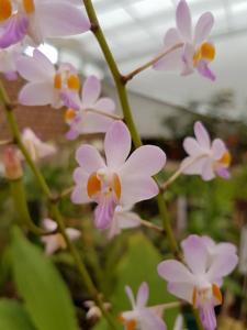 Phalaenopsis buyssoniana