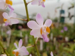 Phalaenopsis buyssoniana