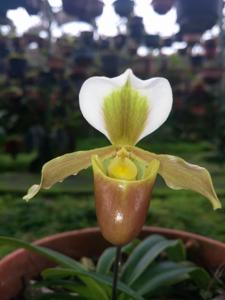 Paphiopedilum barbigerum