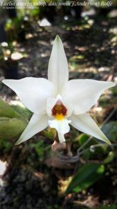 Laelia anceps subsp. dawsonii