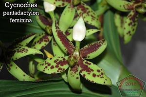 Cycnoches pentadactylon