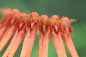 Bulbophyllum hirundinis