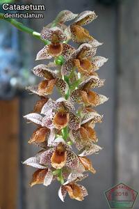 Catasetum denticulatum