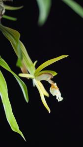 Coelogyne schilleriana