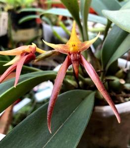 Bulbophyllum nymphopolitanum