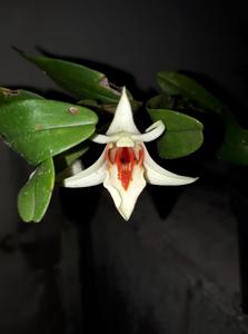 Dendrobium cruentum