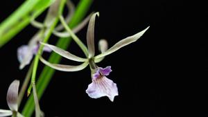 Encyclia bractescens