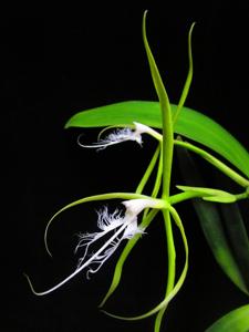 Epidendrum ciliare