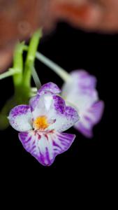 Phalaenopsis appendiculata