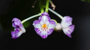 Phalaenopsis appendiculata