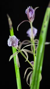 Encyclia bractescens