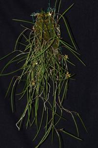 Dendrobium mortii